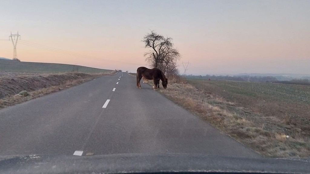Cestu im skrížili tri majestátne kone 