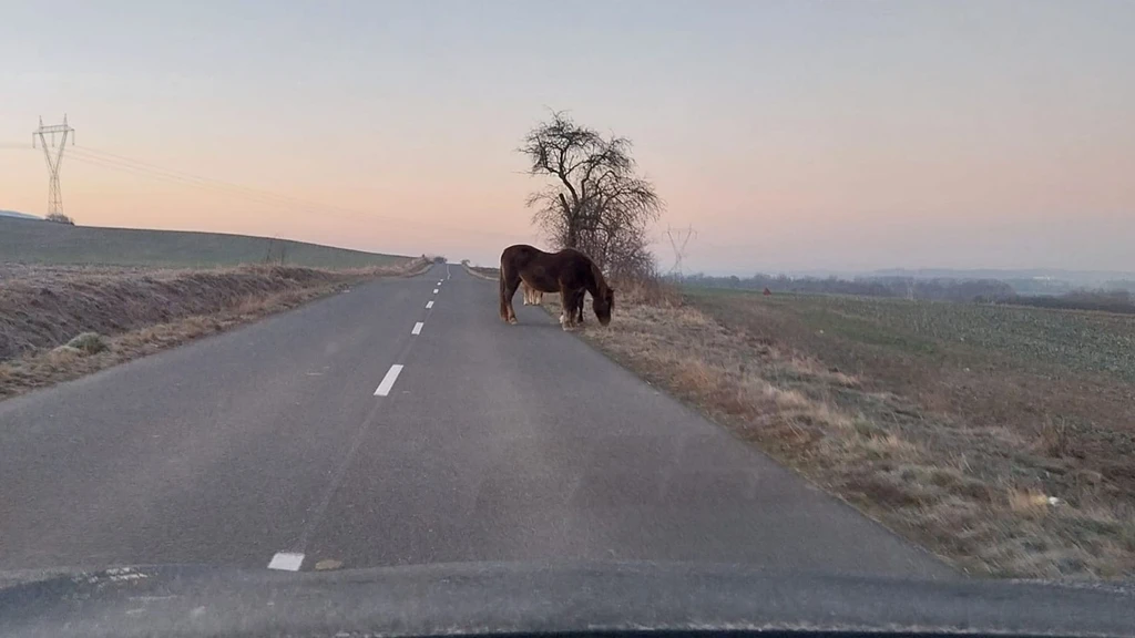 Cestu im skrížili tri majestátne kone 