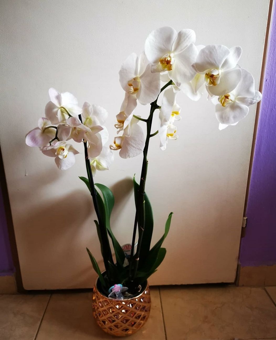 Darček ku Dňu matiek aj s nečakaným bonusom