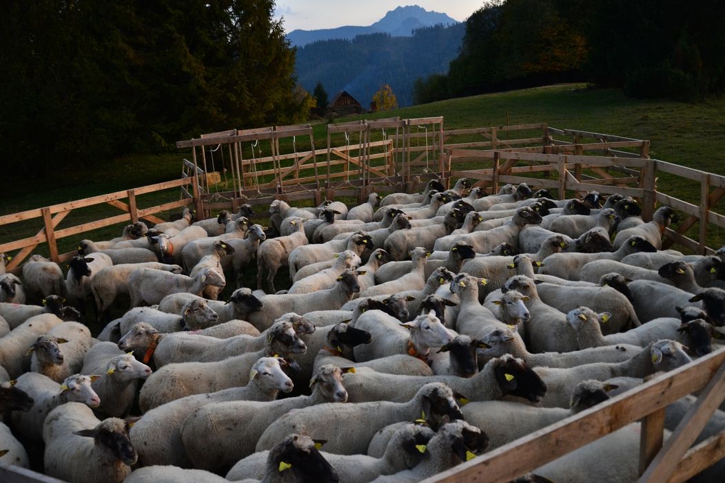 Ovečky na Farme