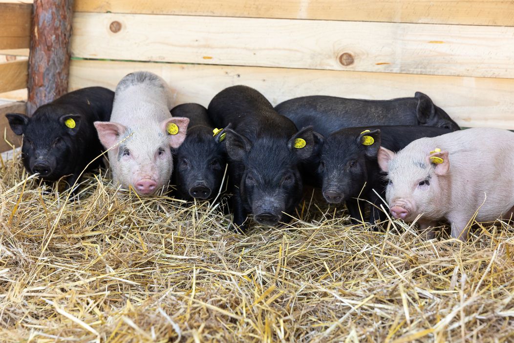Na statok prišli nový obyvatelia, Roman zacítil rezne ...