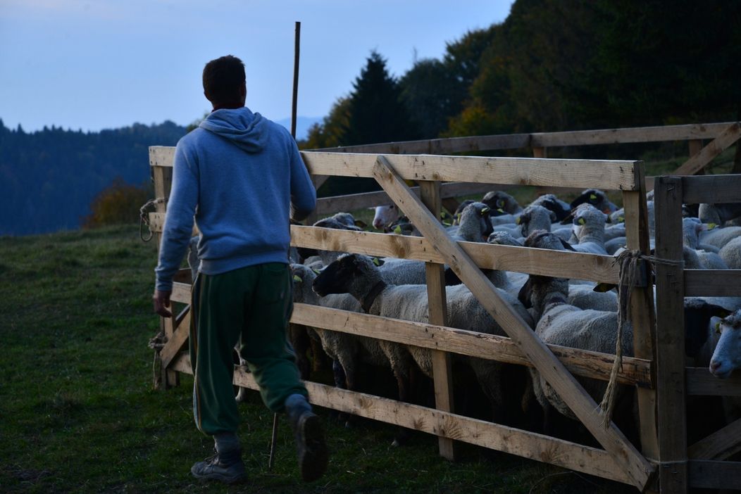 Ovečky na Farme