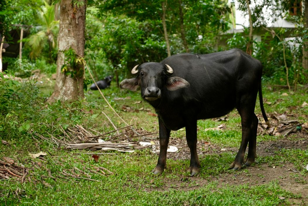 Pokračovanie Ruže pre nevestu na exotickej Srí Lanke