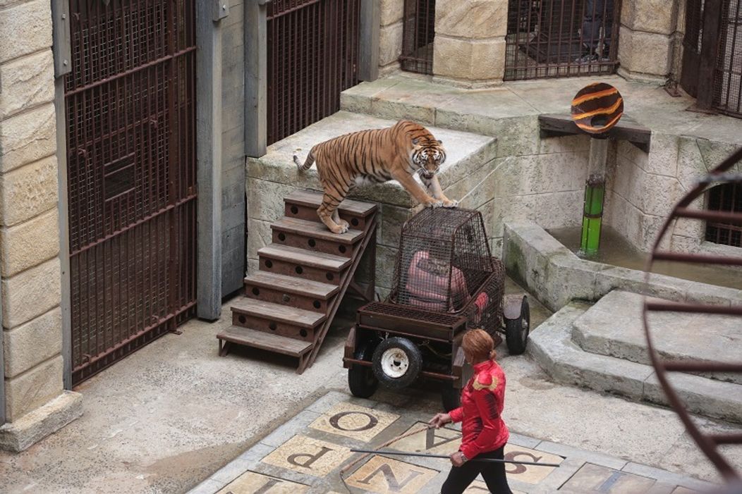 Aká pekná mačička ...