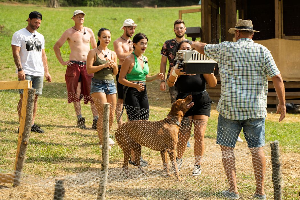 Veselý 21. deň na Farme, nové zvieratá, nové zranenie a guľôčková bitka