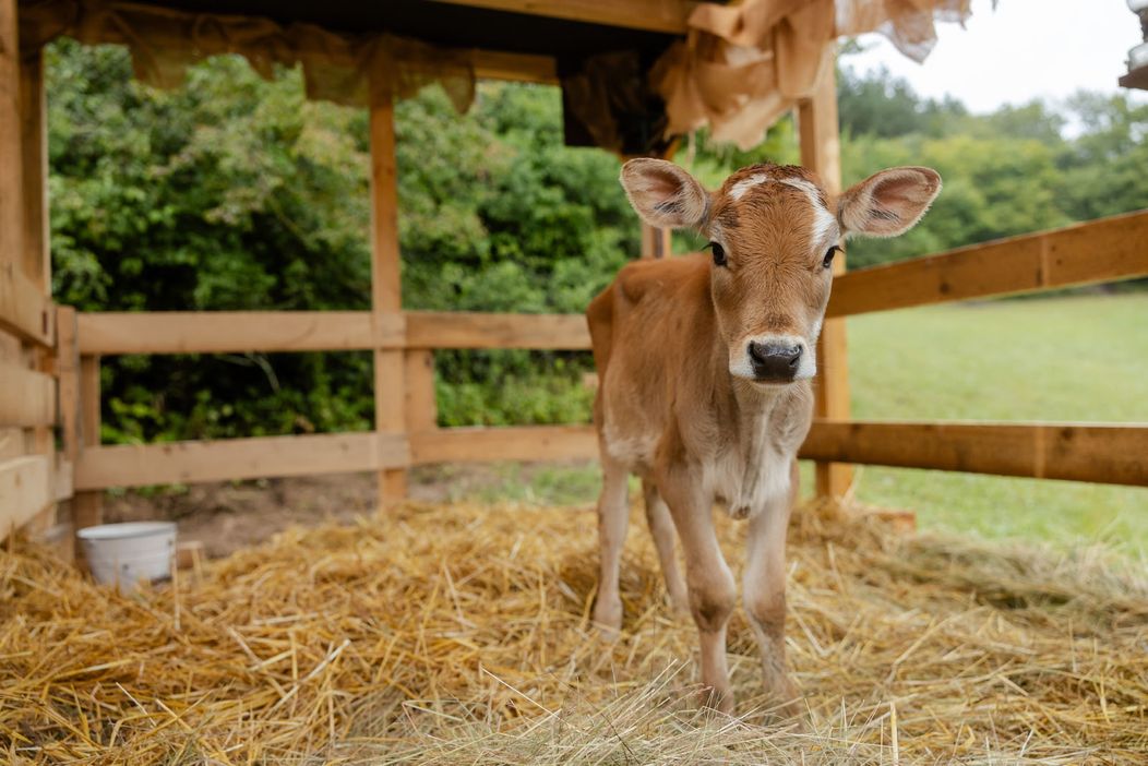 Farmári sa od začiatku budú starať aj o teliatko