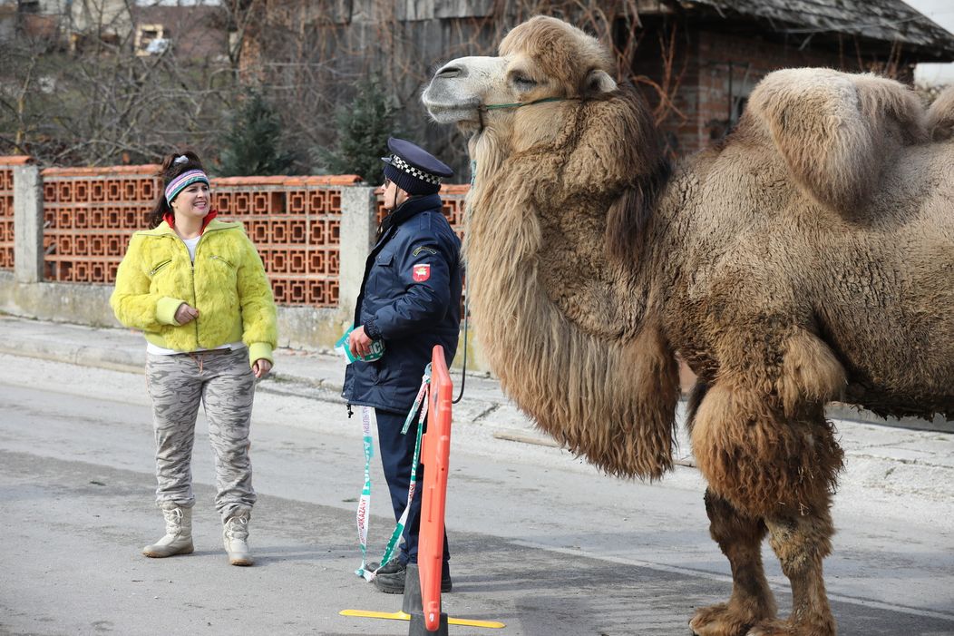 Ťaviak Ali v Hornej Dolnej