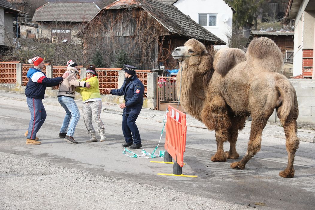 Ťaviak Ali v Hornej Dolnej