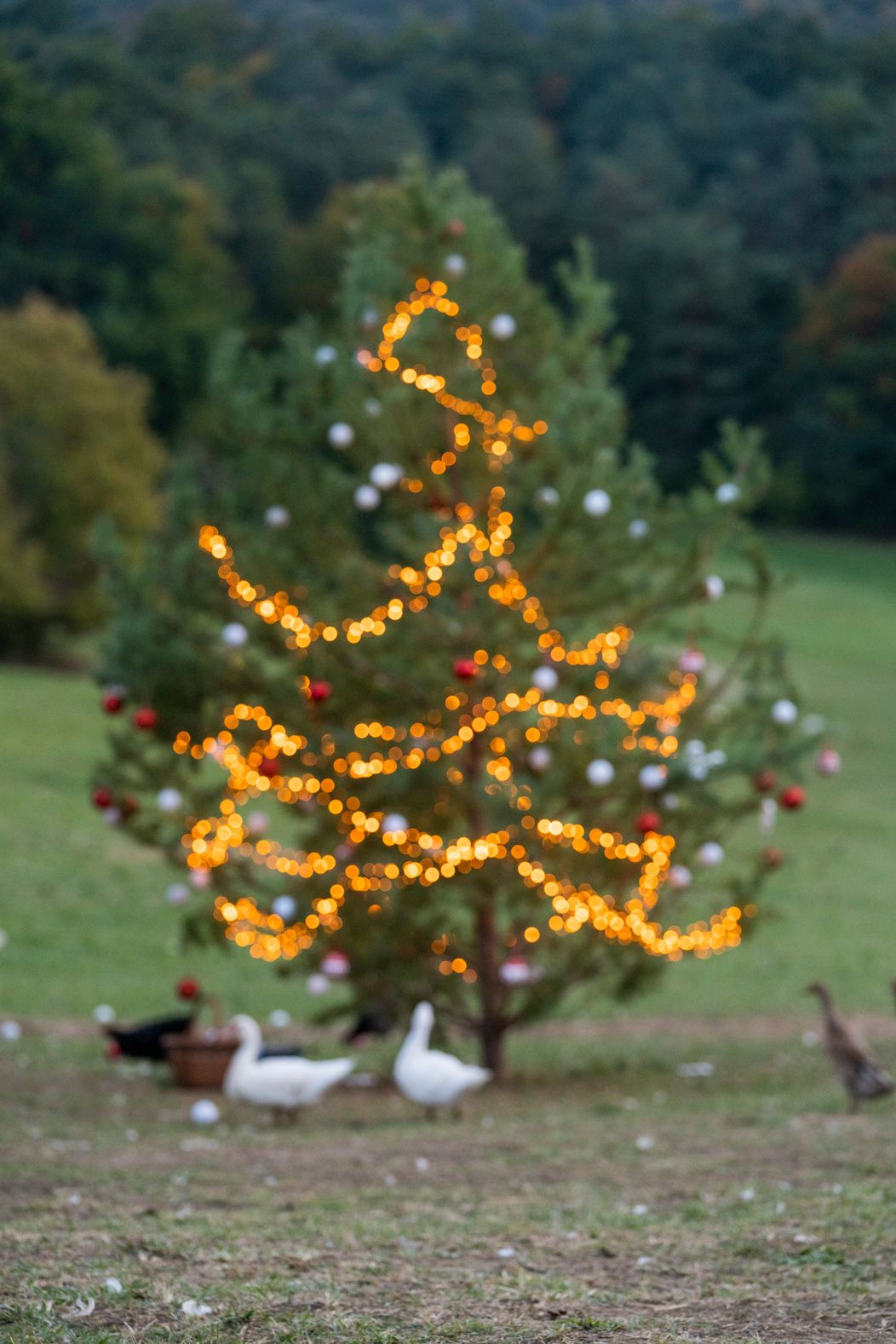 Predposledný deň na Farme