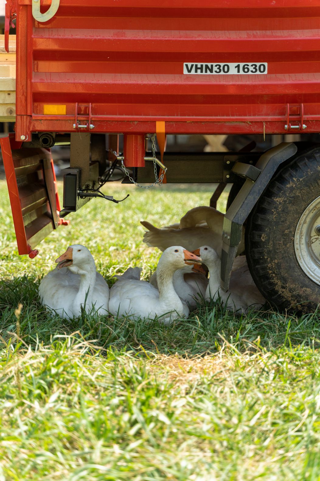 Farmárov čaká poriadna šichta, 22. deň na statku