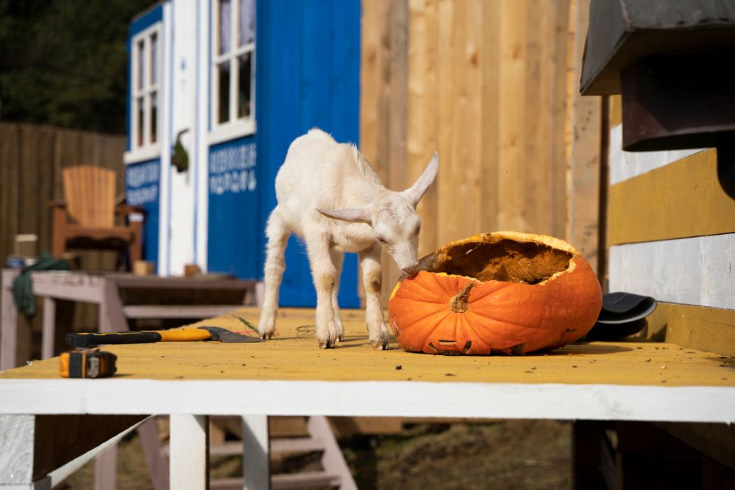 Farmári vytvorili negatívny rekord v počte mincí, Sofia prehrala s Mirkou a ide domov
