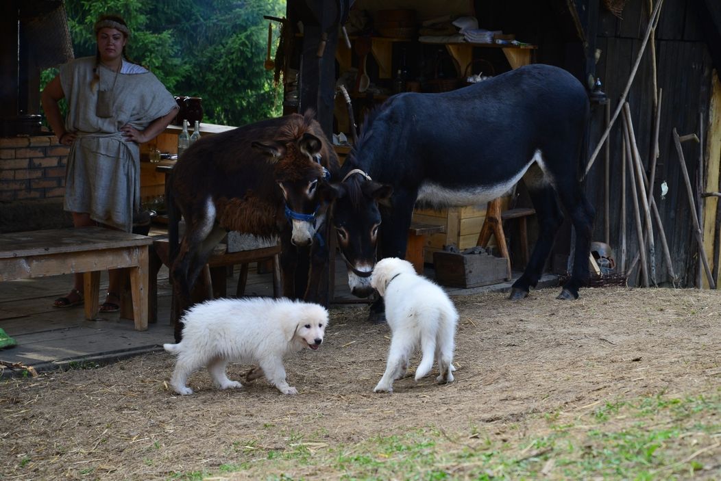 Šteniatka farmárov veľmi potešili