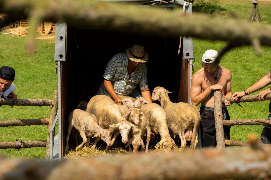 Veselý 21. deň na Farme, nové zvieratá, nové zranenie a guľôčková bitka