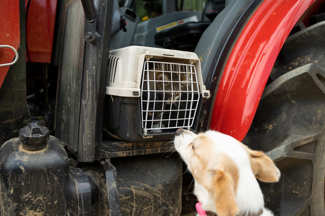 Veselý 21. deň na Farme, nové zvieratá, nové zranenie a guľôčková bitka