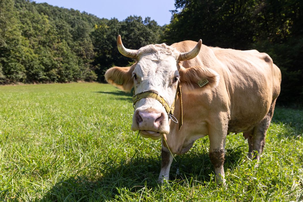 Farmárske pózovačky počas 18. dňa