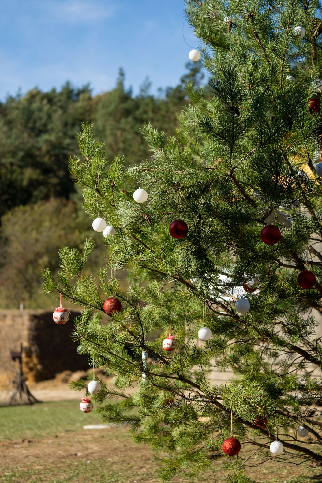 Predposledný deň na Farme