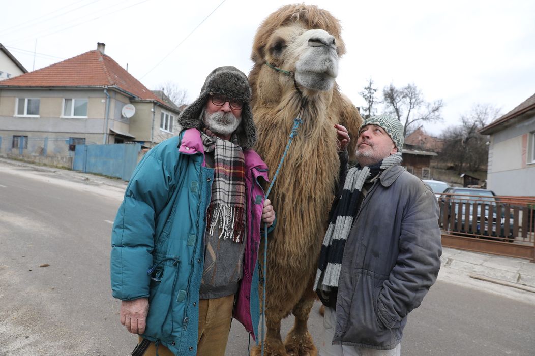 Ťaviak Ali v Hornej Dolnej