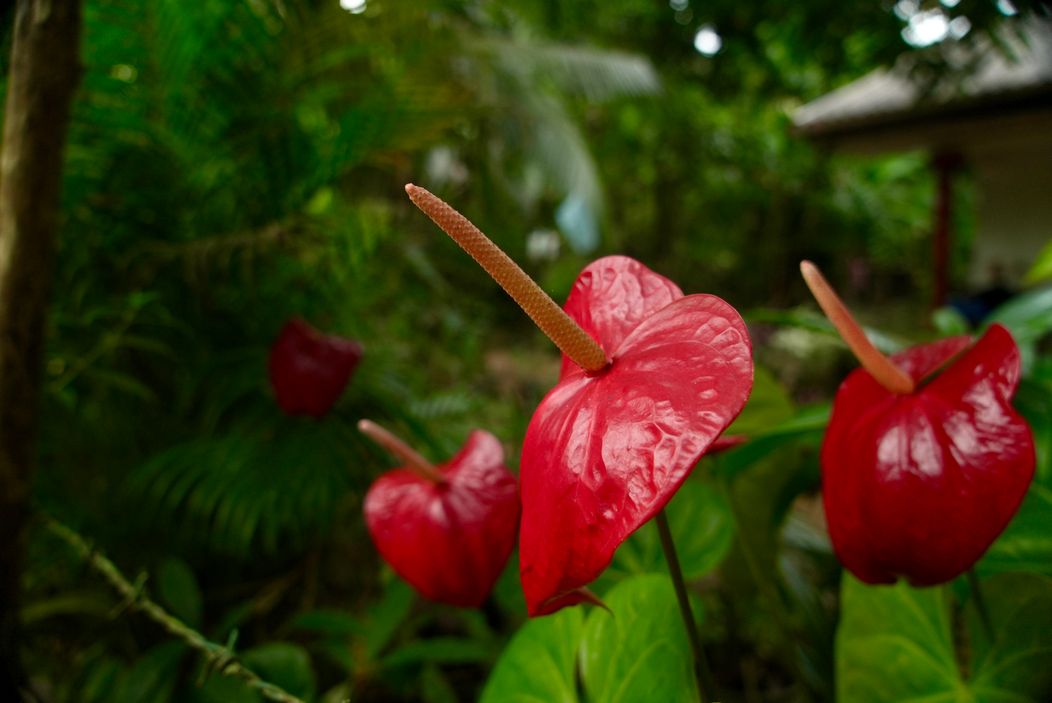 Pokračovanie Ruže pre nevestu na exotickej Srí Lanke
