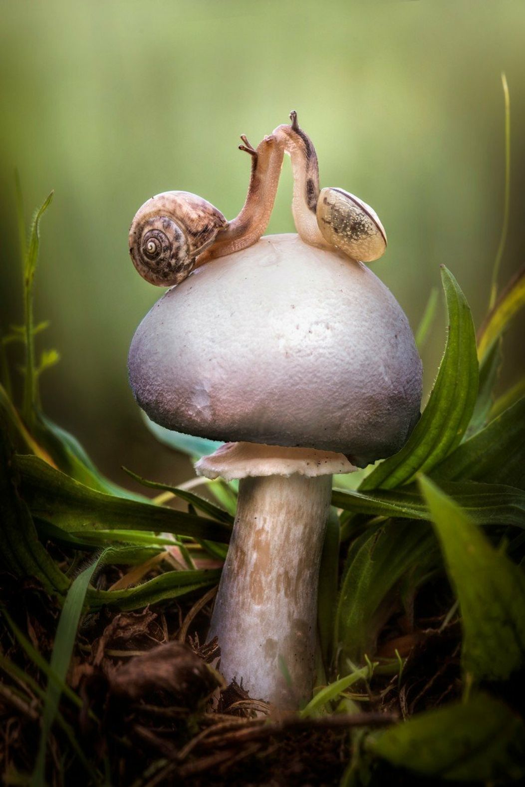 Najstarší súťažiaci v The Voice. Tento spevák prekonal všetky rekordy!