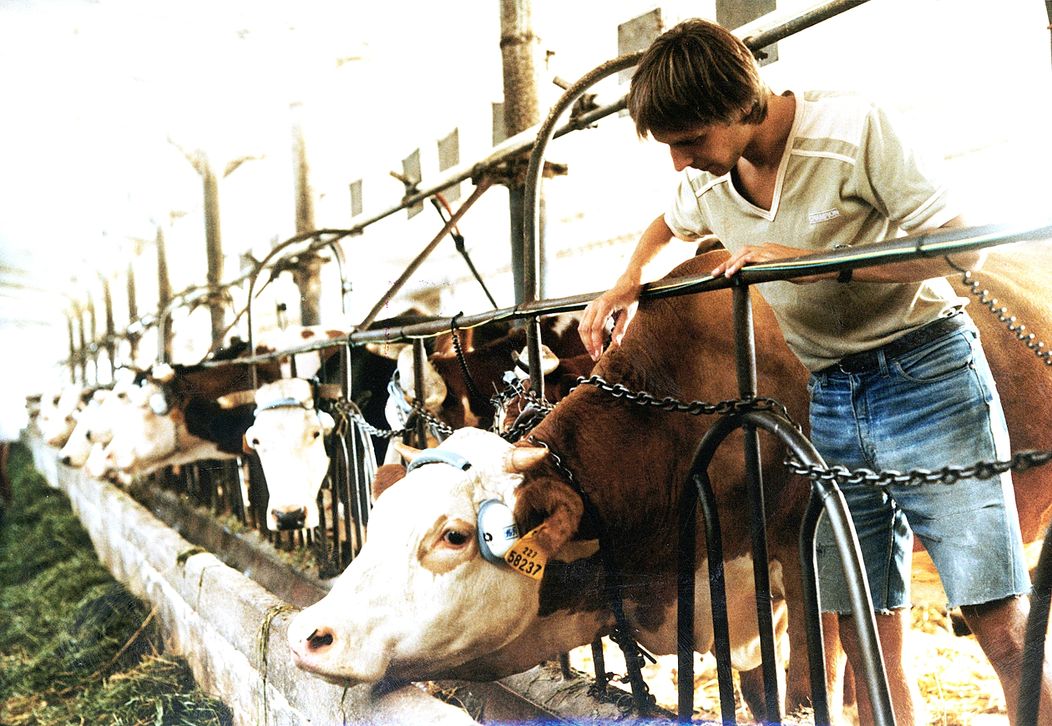 Slunce, seno, jahody