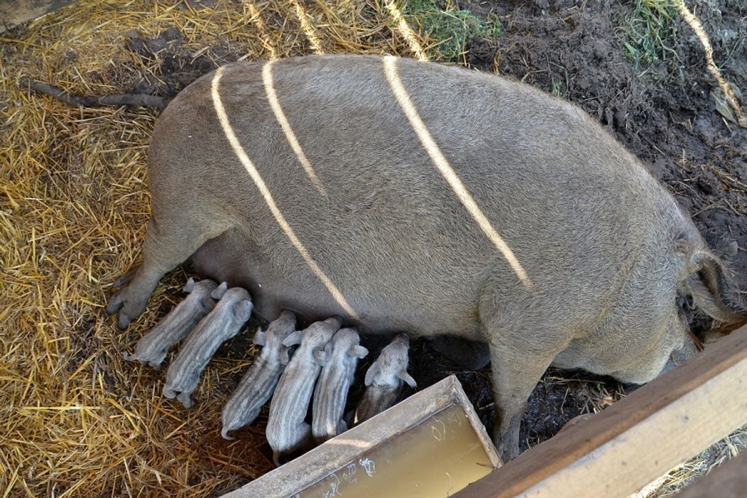 Cecilka a jej ratolesti
