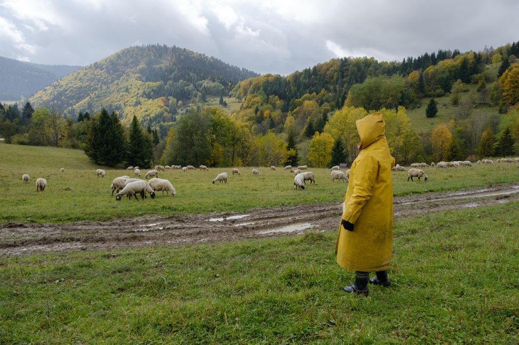 Ovečky na Farme