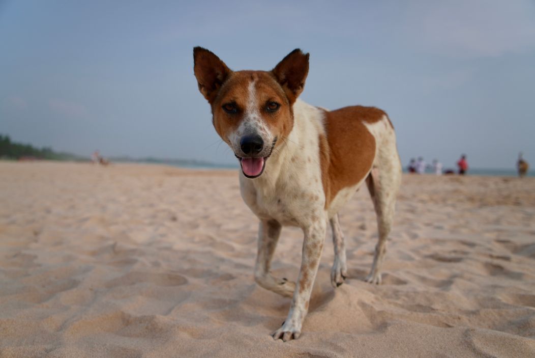 Pokračovanie Ruže pre nevestu na exotickej Srí Lanke