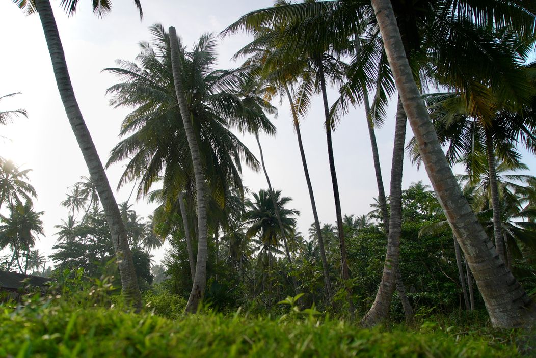 Pokračovanie Ruže pre nevestu na exotickej Srí Lanke