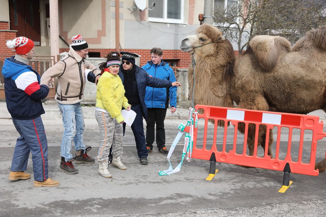 Ťaviak Ali v Hornej Dolnej