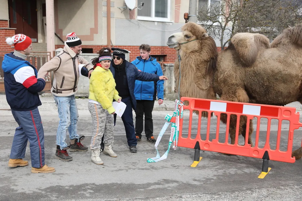 Ťaviak Ali v Hornej Dolnej