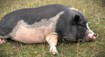 Veľmi ho vykŕmila, všimli si to veterinári a zobrali jej ho. Extrémne tučnému prasaťu nasadili diétu