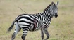 Neuveriteľná krutosť: Zebra behala so zapichnutým oštepom v tele