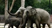 Dráma v zoologickej záhrade v Prahe: Slon zaútočil na chovateľku