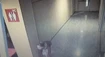 Zlodejka kradla v nákupnom centre bonsaje. Myslela si, že ju nikto nevidí