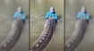 Kanadský rybár sa pochválil životným úlovkom. Prehistorický kolos mal takmer 4 metre a vážil štvrť tony