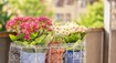 Na východnom Slovensku si môžete adoptovať kvetináč