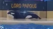Ľudia nakrútili zúfalé správanie kosatky v zajatí. Podľa nich sa chcela zabiť