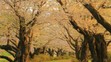 Hanami alebo japonský div sveta.