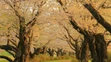 Hanami alebo japonský div sveta.