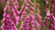 Náprstník červený (lat Digitalis purpurea).