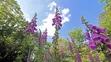 Náprstník červený (lat Digitalis purpurea).
