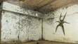 Víťazom kategórie Príroda v meste sa stal Gil Wizen z Kanady, ktorý odfotografoval pavúka palovčíka pod hotelovou postelou.