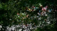 Pelotón počas 19. etapy Tour de France