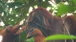 Orangutan Rakus si vyliečil ranu.