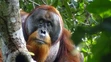 Orangutan Rakus si vyliečil ranu.