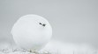 Snehová guľa