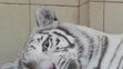 Mri mláďatá bieleho bengálskeho tigra s matkou Mandzi krátko po narodení v súkromnej zoo v poľskom Borysewe. 