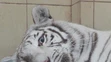 Mri mláďatá bieleho bengálskeho tigra s matkou Mandzi krátko po narodení v súkromnej zoo v poľskom Borysewe. 