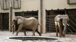 Slonice Gula a Maja v pavilóne slonov v ZOO Bojnice