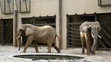Slonice Gula a Maja v pavilóne slonov v ZOO Bojnice